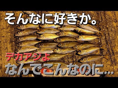 良型アジの好みが分からん。これでもデカアジ釣れます！アジングいやアジ釣りですよ。