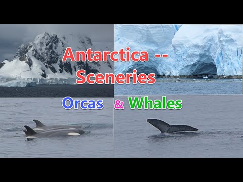 #Whales #Orcas and #Sceneries of #Antarctica #Snow_Mountains #Icebergs #Glaciers