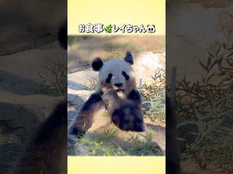 【お食事🌿レイちゃん🐼】〜2024/11/3(日)上野動物園〜