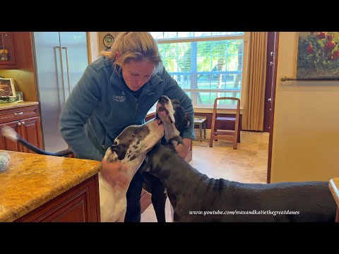 Joyful Great Danes Remember Their Breeder 1st Mom & Are So Happy To See Her