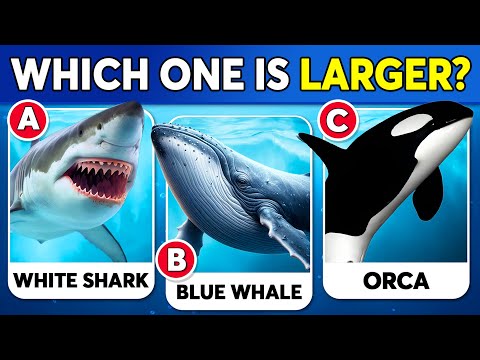 ✅ How Good Is Your Knowledge of SEA ANIMALS? 🐳🐬🐠 General Knowledge Quiz