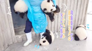 パンダの赤ちゃんはもう少し太ったら、飼育員さんを悩ませるよ〜🤣✨ | iPanda パンダ楽園 #shorts