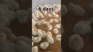 #youtube #chicken #poultrydays #chickenfarming #youtubeshorts #6day