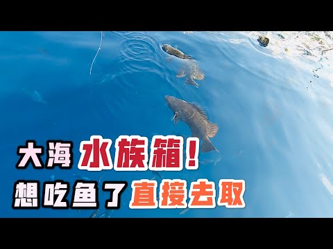 什么才叫钓鱼资源好？想吃鱼的时候随时取，水族箱钓鱼信手拈来！