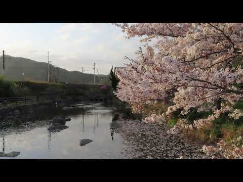 【鯉跳ねる桜満開の水面】✨スイゲンゼニタナゴ最後の生息地🎉