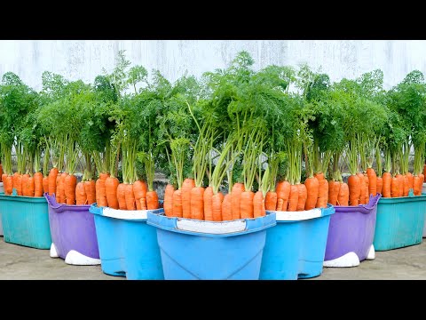 I Found A Way To Grow Incredibly Big Carrots – Simple And Incredibly Effective!