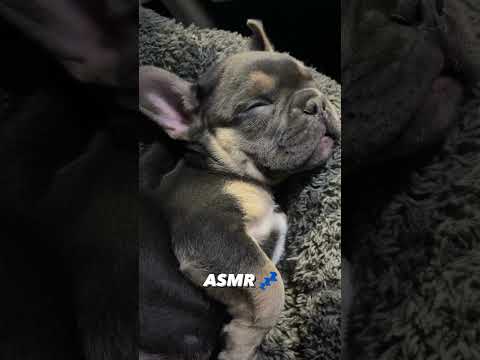 #ASMR Sleeping French Bulldog Puppy #Shorts #Dog