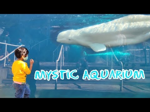 Mystic Aquarium | Beluga & Sea Lions | Fun Time With Kids | Mystic CT