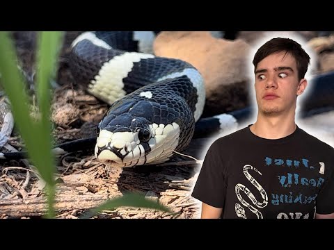 These snakes are CANNIBALS