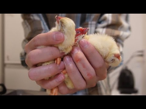 ペットの鷹に3日ぶりのご飯を与えました