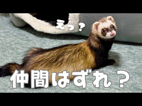 【フェレット】元気なチビ達&クックに届いた誕プレ紹介‼︎【ferret#1693】