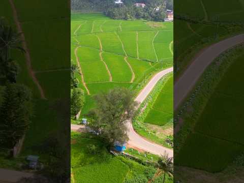 കാറ്റാടി മുത്തശ്ശി 👵🌳🌳🌳