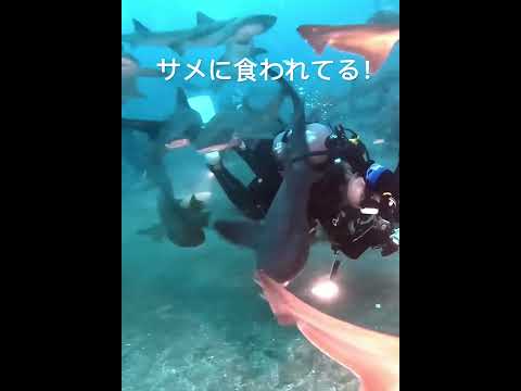 サメに襲われる！サメに食われる！恐怖体験！最強生物！巨大生物！attacked by shark！