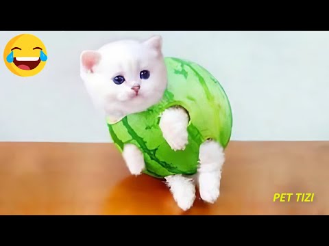 【面白い動画】 かわいい猫 - かわいい犬 - 最も面白いペットの動画 #13