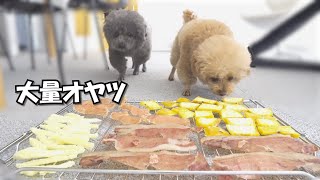 【嗚呼!!】犬に大量の自家製おやつを見せたらこうなった（涙目）