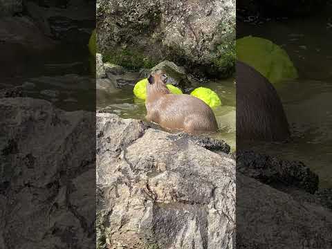 赤ちゃんカピバラのカピぶるっ！(伊豆シャボテン動物公園) #capybara #Shorts