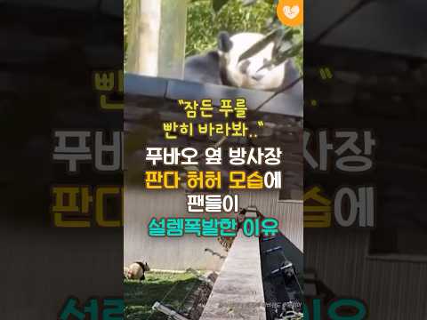 "잠든 푸를 빤히 바라봐" 푸바오 옆 방사장 판다 허허 모습에 팬들이 설렘폭발한 이유 #푸바오 #판다 #선수핑기지