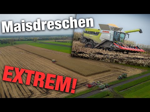 Maisernte 2023 EXTREM! | Schlammschlacht | Maisdreschen mit Claas Lexion 6900, Fendt | Maize in Mud