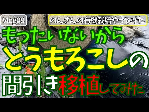 女ひとりで、はじめての有機栽培　自然栽培（無肥料・無農薬・耕さない　不耕起）　とうもろこし　間引く＆移植してみた　 Vlog08　 菌ちゃん農法、貸農園でやってみた