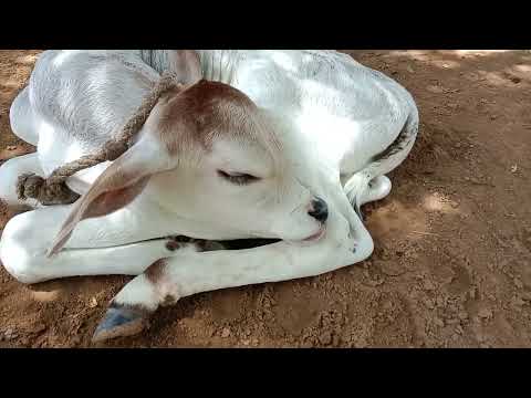 gaya maiya ka cutes bachda🥰