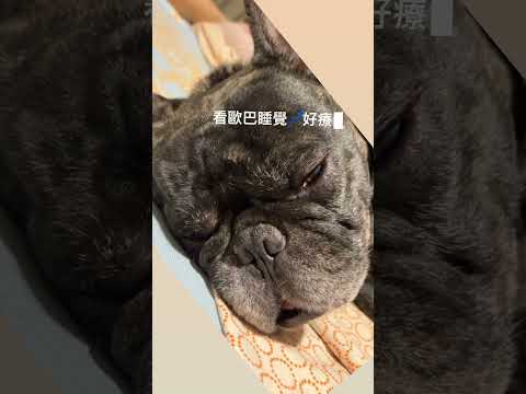 看法鬥睡覺💤 #法鬥 #法鬥犬