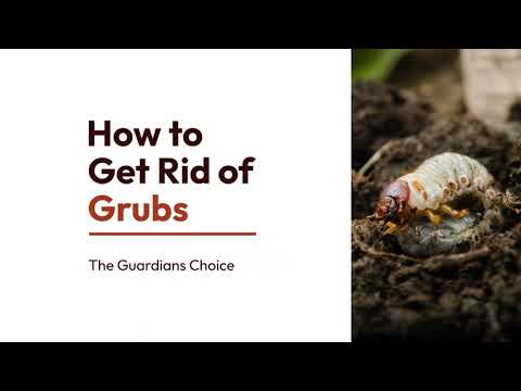 Grub Infestation Nightmare? Learn the Shocking Technique to Wipe Out Grubs for Good!