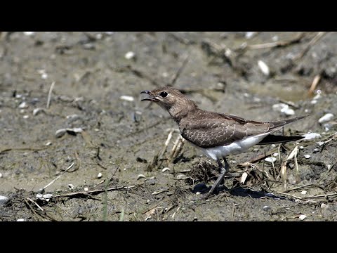 崁頂鄉的燕鴴Glareola maldivarum  （2024 08 04）