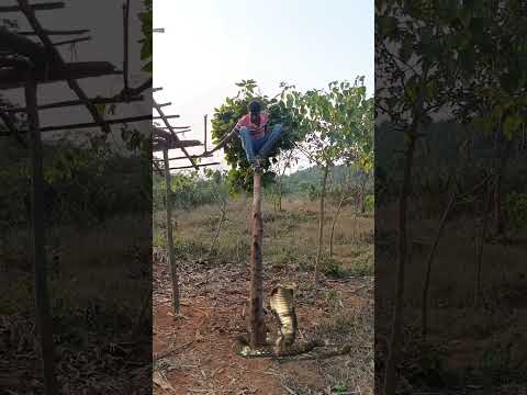 Snake attack #reel #reels #trending #viral #viralreels #video #tiger #wildlife #reelsvideo