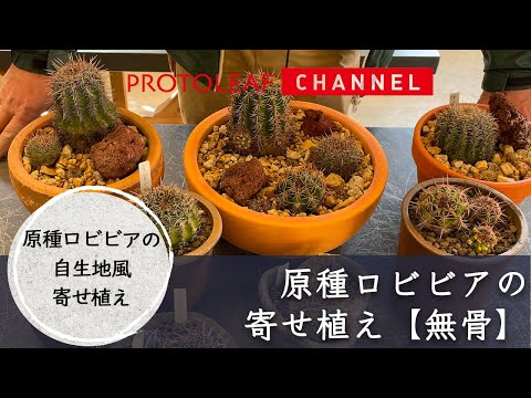 【原種ロビビア】サボテンの自生地風寄せ植え【無骨】