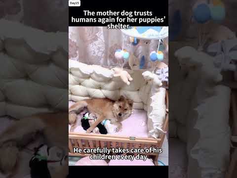 The mother dog, for her soon-to-be-born puppies to have shelter, chooses to trust humans again.