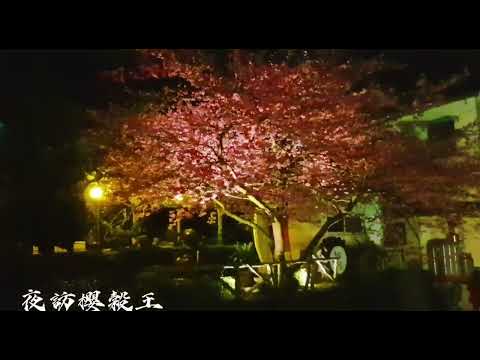 2022-01夜訪櫻穀王