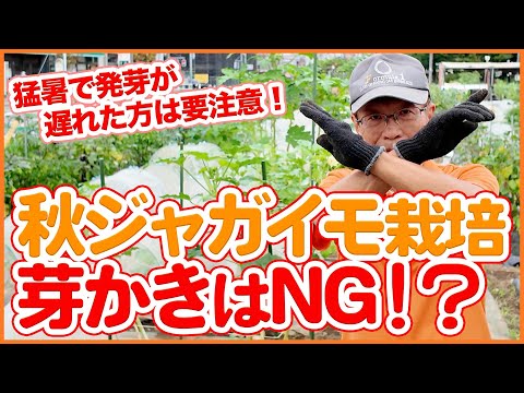 家庭菜園や農園の秋ジャガイモ栽培で芽かきはNG！？発芽しなかった場合の対処方法や防寒対策！秋ジャガイモの育て方を徹底解説！【農園ライフ】