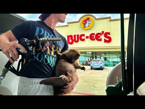 I Stole the Beaver from Bucees