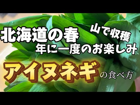 【北海道の春】山の収穫 アイヌネギの食べ方