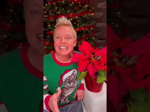 Poinsettias & Cats | Two Crazy Cat Ladies