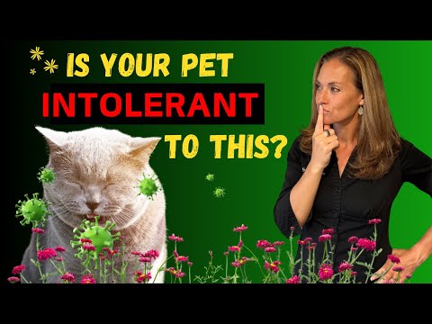 Is Histamine Intolerance Behind Your Pet's Gut Health Symptoms? - Holistic Vet Advice