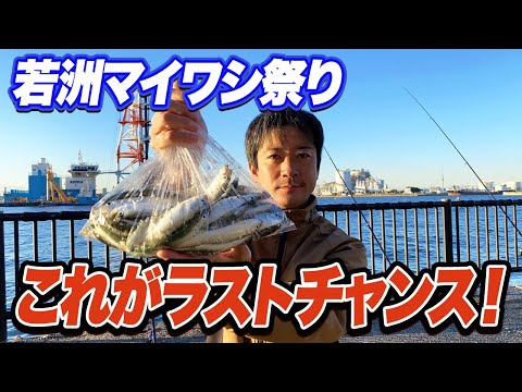 【若洲海浜公園】夕方が一番外さない！奇跡の若洲マイワシ祭りもこれが本当のラストチャンス！