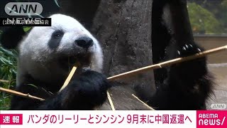 上野動物園のパンダ　リーリーとシンシン　来月末に中国に返還の方針　東京都(2024年8月30日)