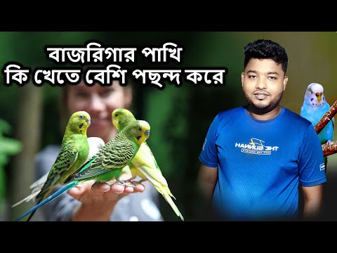 বাজরিগার পাখি কি খেতে বেশি পছন্দ করে | Mahid Dream Zoo