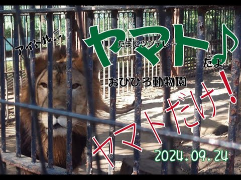 おびひろ動物園　キャプション無しだよ♪オンリーヤマト編♪2024年9月24日♬