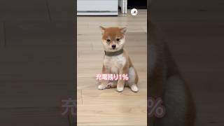 子犬の電池が切れる瞬間｜PECO #子柴 #柴犬 #子犬 #子犬のいる暮らし #shiba #shibainu #shibainulove #puppy #puppylife #puppylove