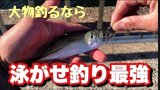 やっぱりアジの泳がせ釣りは最強だった‥仕掛け紹介します