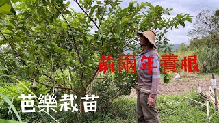 【珍珠芭樂】栽苗頭兩年養根～三年果樹越剪越高產