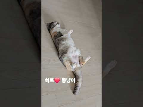 #고양이 #고양이일상 #스코튀시폴드 #고양이브이로그 #고양이영상