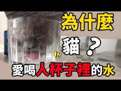 貓為什麼愛喝你杯子裡的水？其實跟你沒有關係！