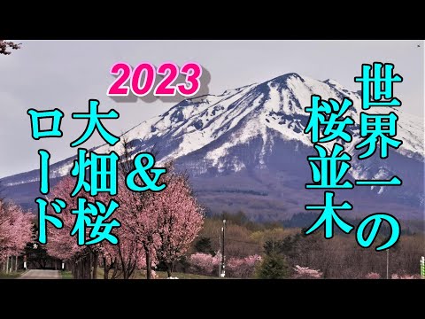 ２０２３世界一の桜並木＆来さまい大畑桜ロード【青森県弘前市・むつ市大畑町】