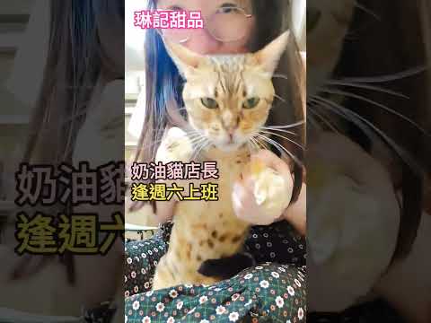 給想念奶油貓的朋友😍🐱奶油是我認識的貓咪中最最最溫馴的🐱