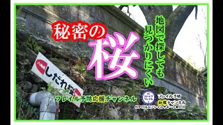 【フレイル予防応援】㊙の桜を見に行こう！「横谷の枝垂れ桜編」