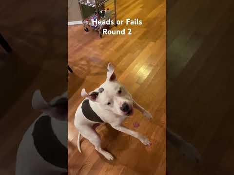 Canine Coin Flip - Heads or Fails? Round 2 #dog #pittie