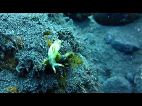 Bali "The Drop Off Dive" 2013 Nov